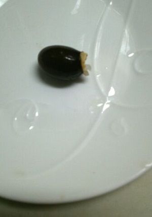 1907�׎����￢���Ƥߤ褦�ä�