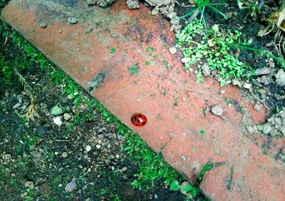 190602���ΤƤ�Ȥ��� (1)