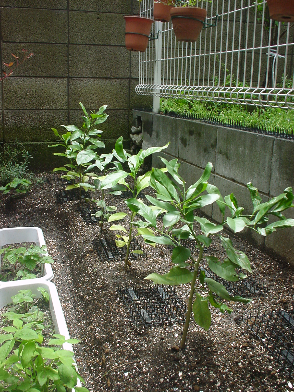レモンの地植え 自転車掃除記