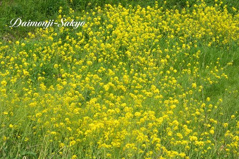 canola01