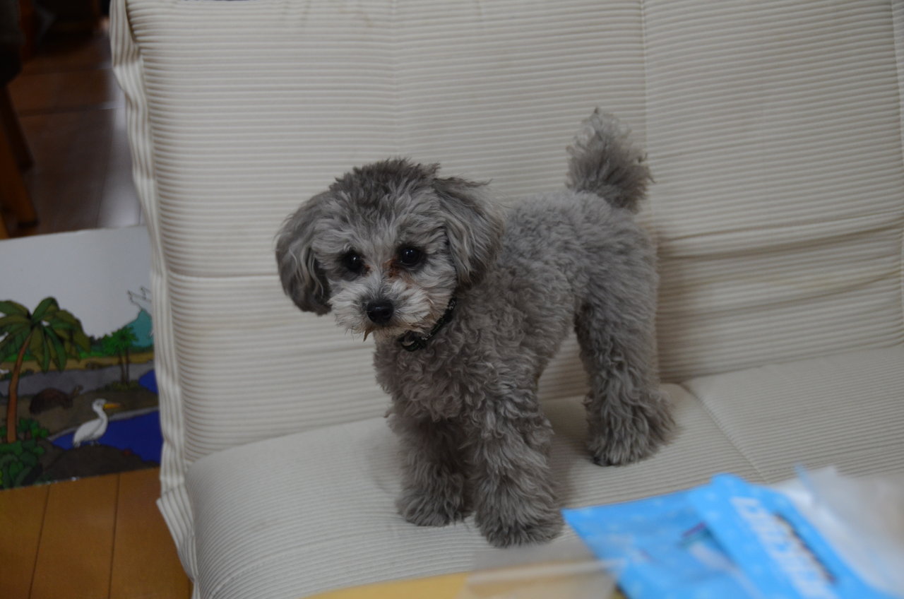 我が犬舎の大切なファミリーのご紹介です かわいいトイプードル ラブラドール 赤ちゃん情報 我が犬舎の大切なファミリーのご紹介です かわいいトイプードル ラブラドール 赤ちゃん情報