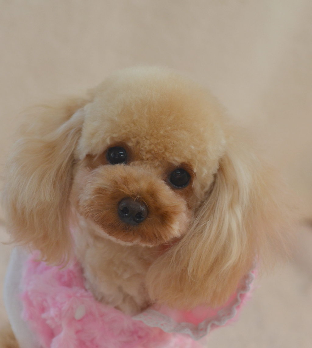 シャンパンカラーのりりちゃん かわいいトイプードル ラブラドール 赤ちゃん情報 シャンパンカラーのりりちゃん かわいいトイプードル ラブラドール 赤ちゃん情報