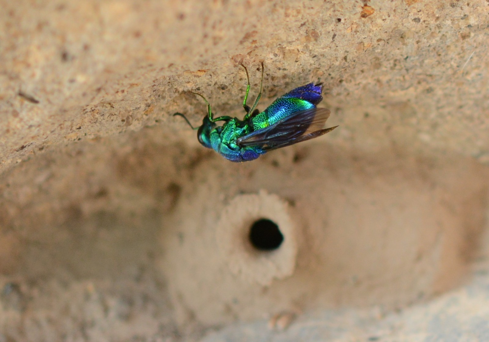 虹色の蜂 オオセイボウ かわいいトイプードル ラブラドール 赤ちゃん情報 虹色の蜂 オオセイボウ かわいいトイプードル ラブラドール 赤ちゃん情報