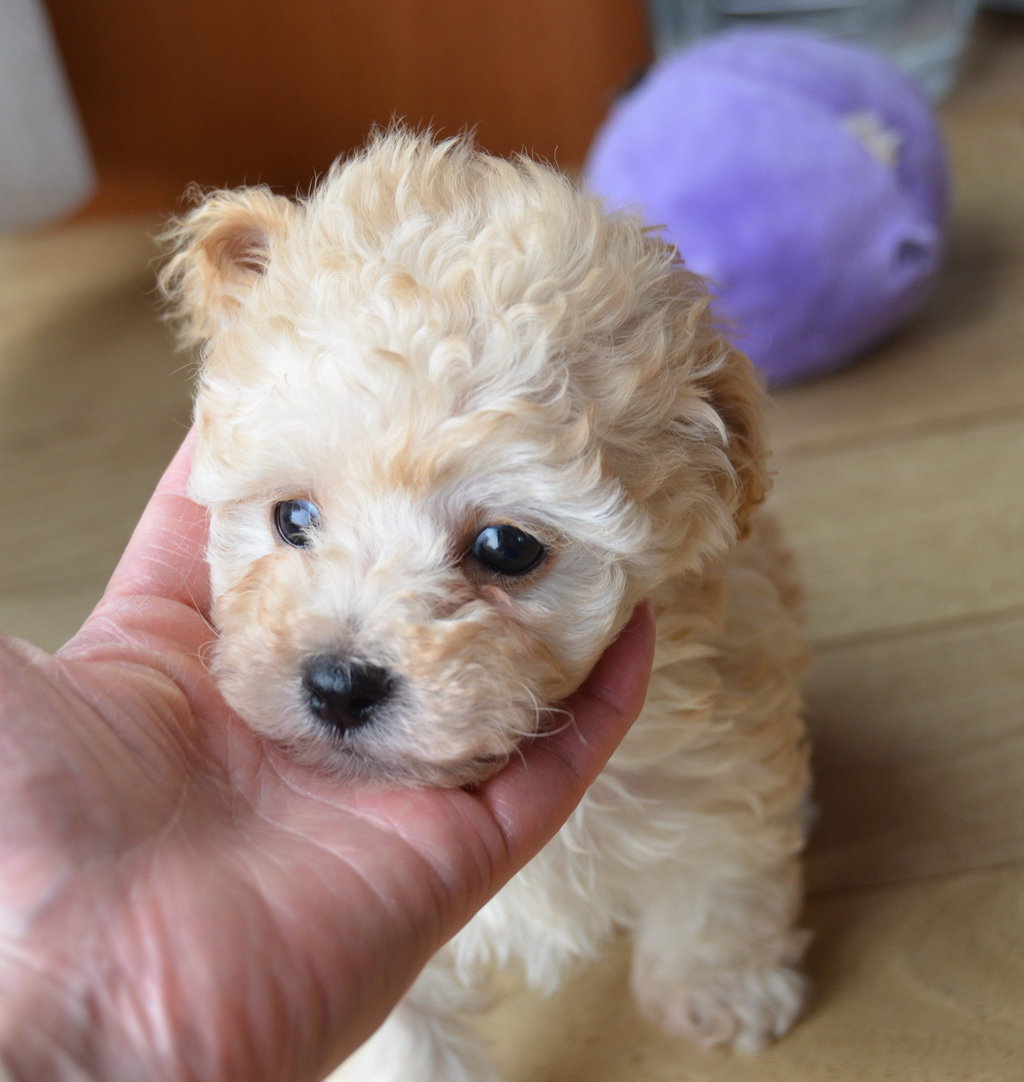 生後４５日目 トイプードルの赤ちゃんたち かわいいトイプードル ラブラドール 赤ちゃん情報