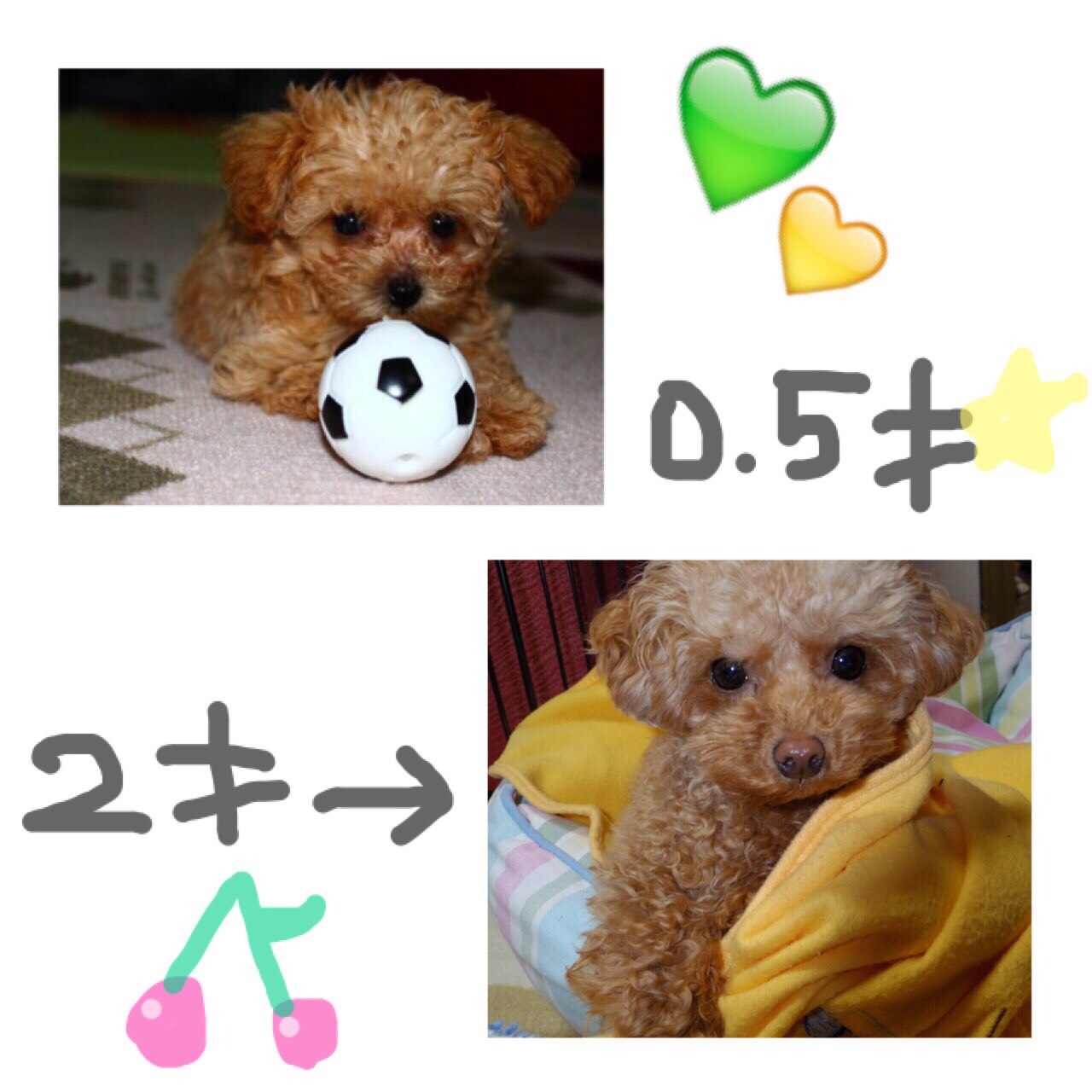 2歳になりました マイクロティーカップのシュシュちゃん かわいいトイプードル ラブラドール 赤ちゃん情報 2歳になりました マイクロティーカップのシュシュちゃん かわいいトイプードル ラブラドール 赤ちゃん情報