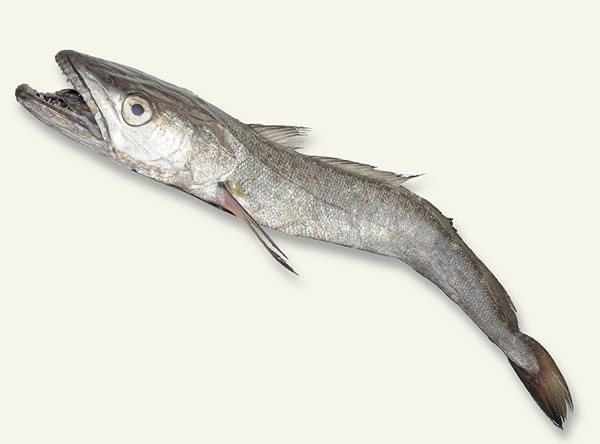 悲報 白身魚のフライの正体 メッサーラとかいう謎の魚だった 晴れ ときどき まとめ