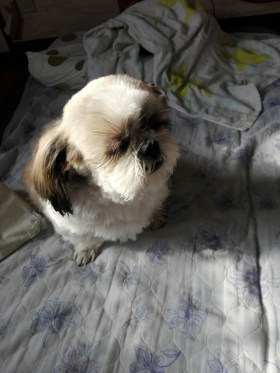 本日もご飯を食べて顔洗って耳を掃除して シーズー犬ダスティン12歳 本日もご飯を食べて顔洗って耳を掃除して シーズー犬ダスティン12歳
