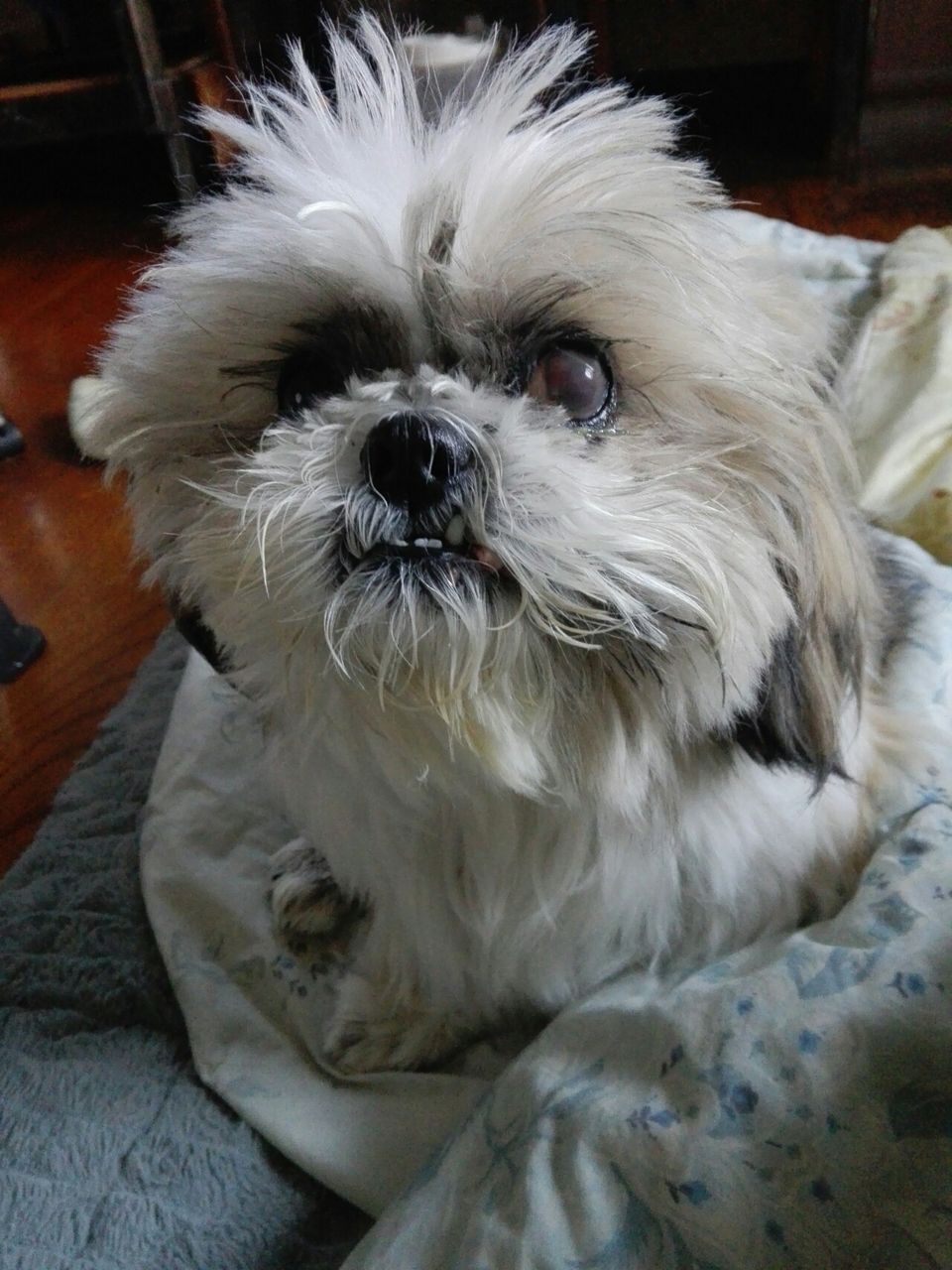 おはよう寒いけど顔洗った シーズー犬ダスティン12歳 おはよう寒いけど顔洗った シーズー犬ダスティン12歳