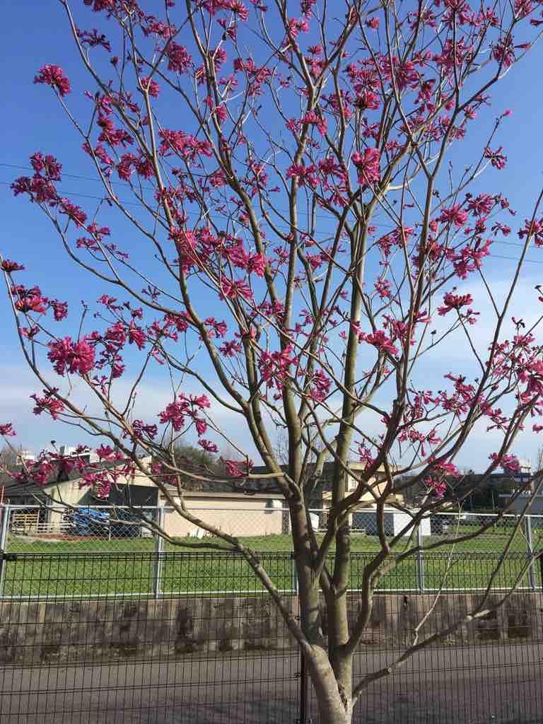 photomemo 鹿児島市 上荒田町 上荒田の杜公園