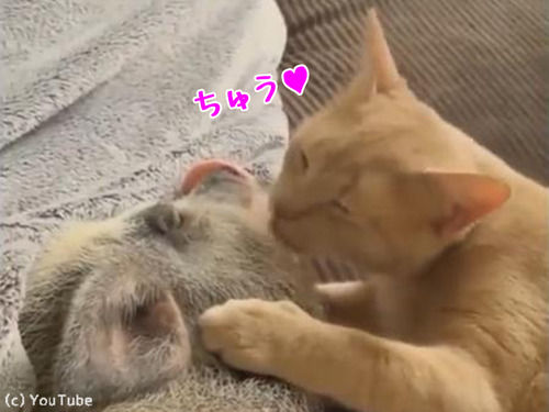 「キュート＆うらやましい…」猫がブタにお目覚めのチュウ（動画）