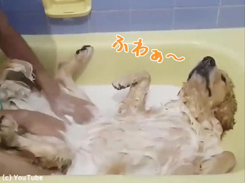 「うちの犬は…お風呂の快感を知ってしまった」（動画）