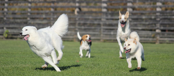 【悲報】犬を自由に遊ばせる施設「ドッグラン」で大型犬２頭が女性にドーン！！→結果・・・