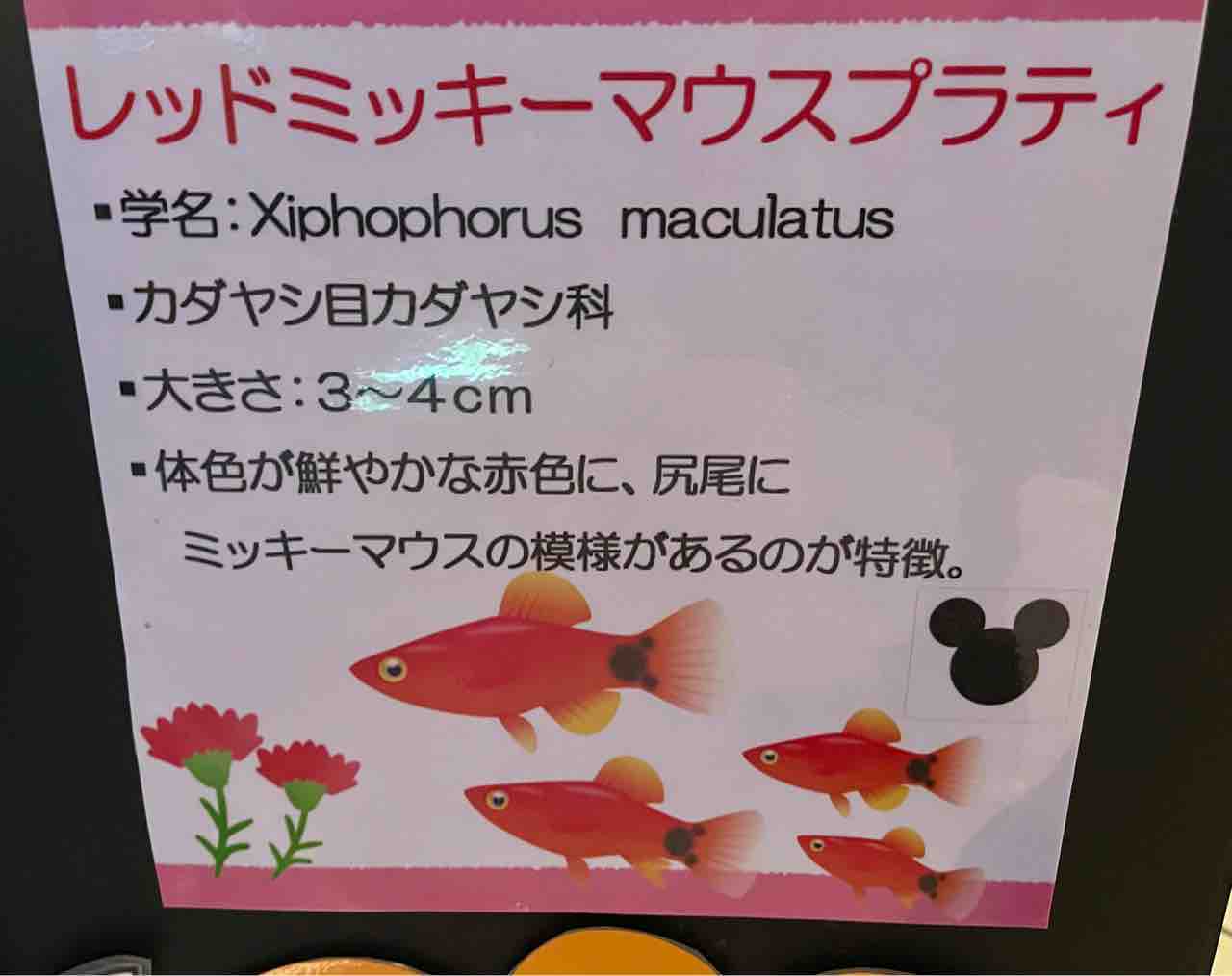 隠れミッキー模様のお魚 噂のdヲタくんのディズニーレポート