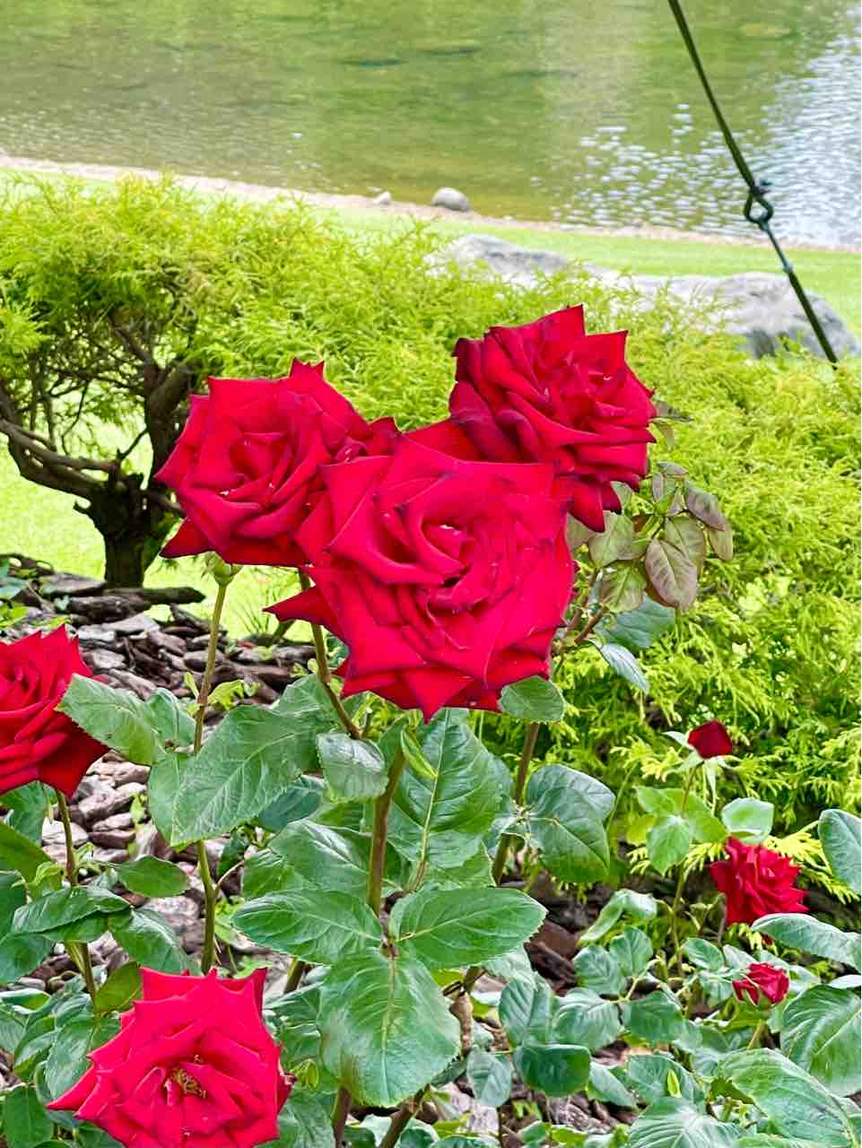 シンデレラ城横のお花でできた隠れミッキーをぜひ見て欲しい 噂のdヲタくんのディズニーレポート シンデレラ城横のお花でできた隠れミッキーをぜひ見て欲しい 噂のdヲタくんのディズニーレポート