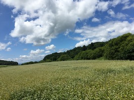 IMG_3447