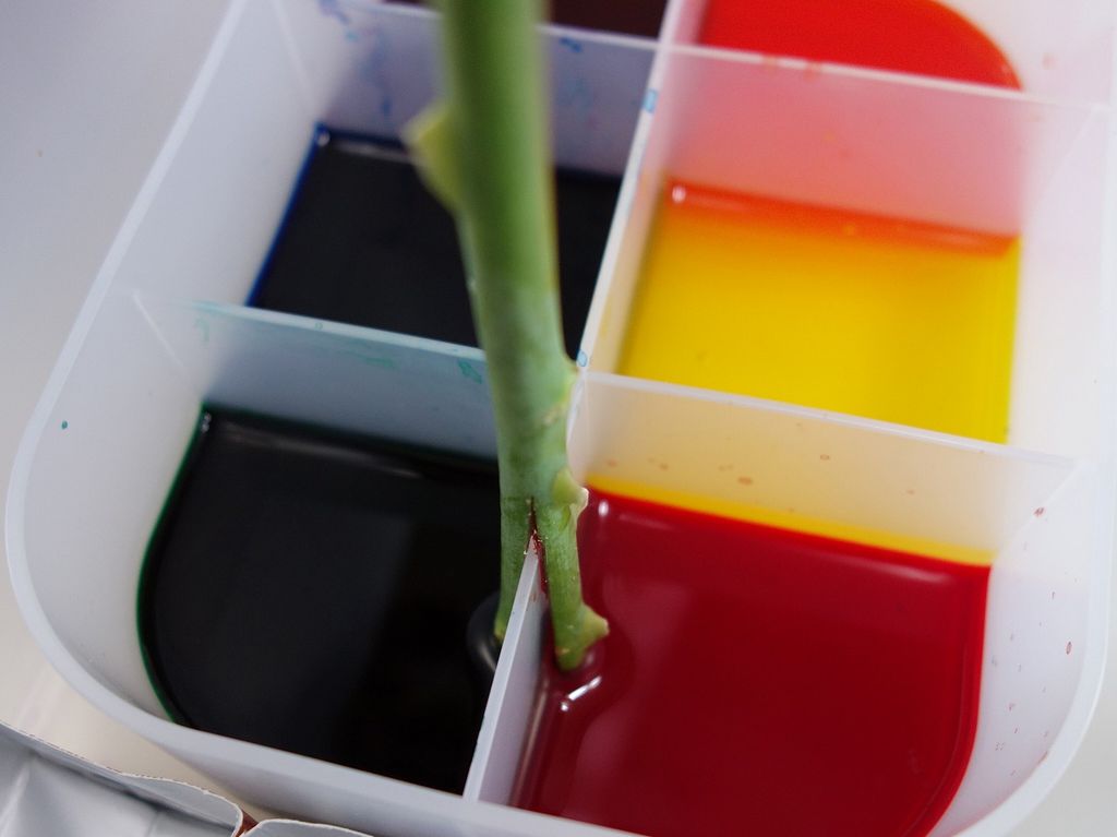 金田一少年の事件簿 のバラ染め試験を再現 オリジナルカラーな切り花をお届け アートフラワーカメレオン