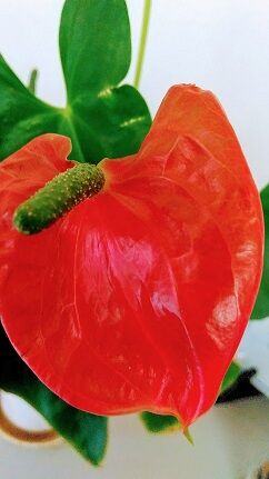 今月の あいちの花 7月アンスリウム オリジナルカラーな切り花をお届け アートフラワーカメレオン