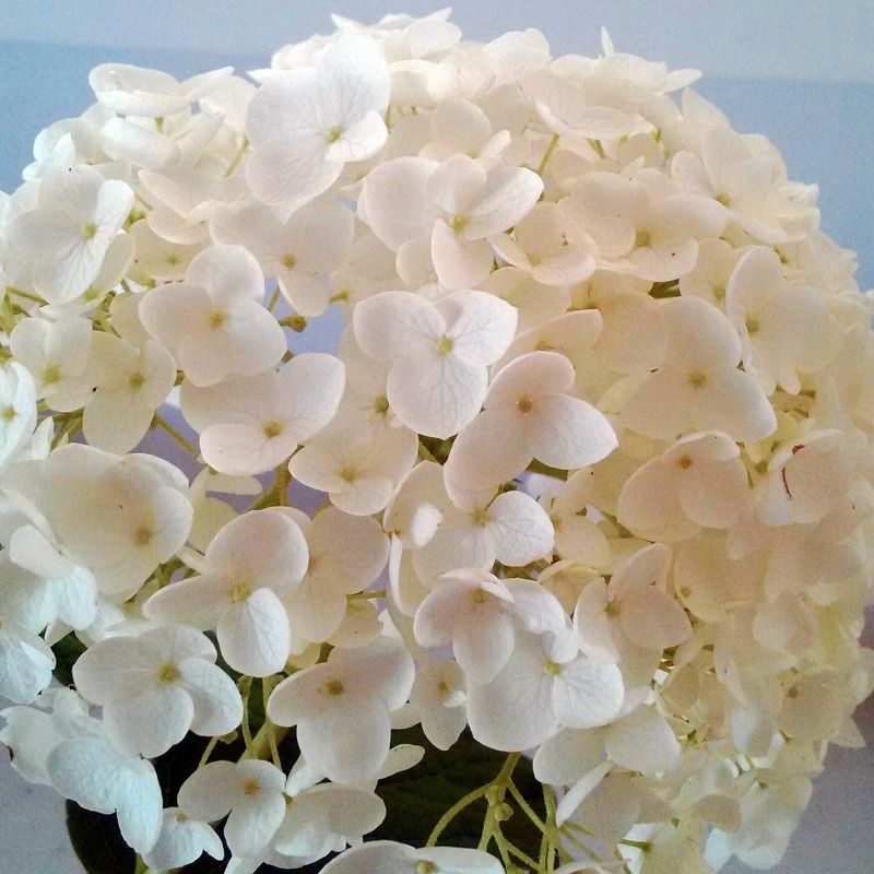 6月の花 あじさい をレインボーに染めてみました オリジナルカラーな切り花をお届け アートフラワーカメレオン