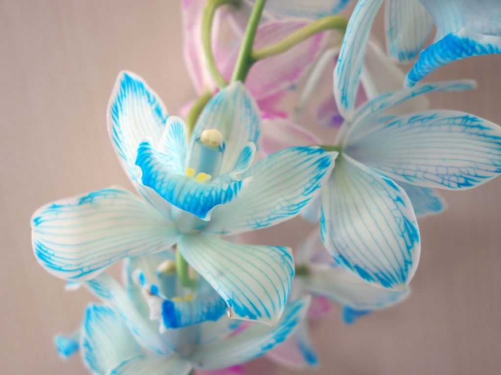 フラワーパレットを使って シンビジウム を染めてみました オリジナルカラーな切り花をお届け アートフラワーカメレオン