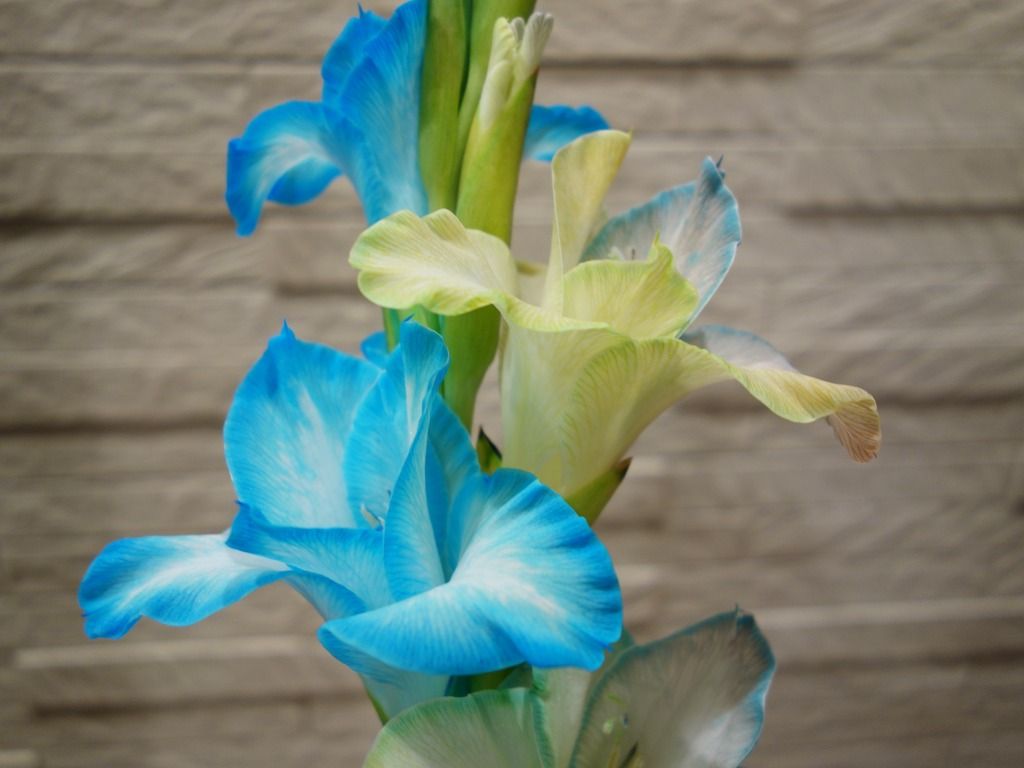 フラワーパレットを使って グラジオラス を染めてみました オリジナルカラーな切り花をお届け アートフラワーカメレオン