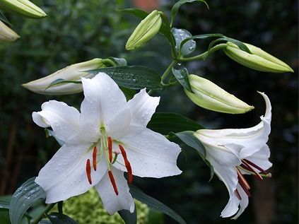 フラワーパレットを使って青色のカサブランカを作りました オリジナルカラーな切り花をお届け アートフラワーカメレオン