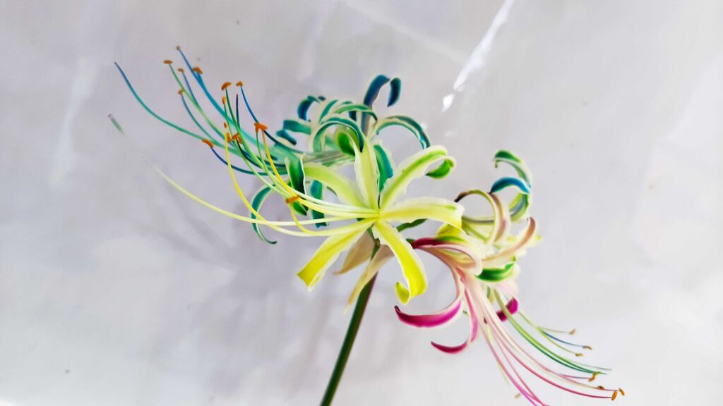 レ レ レ レインボー彼岸花ができたよ オリジナルカラーな切り花をお届け アートフラワーカメレオン