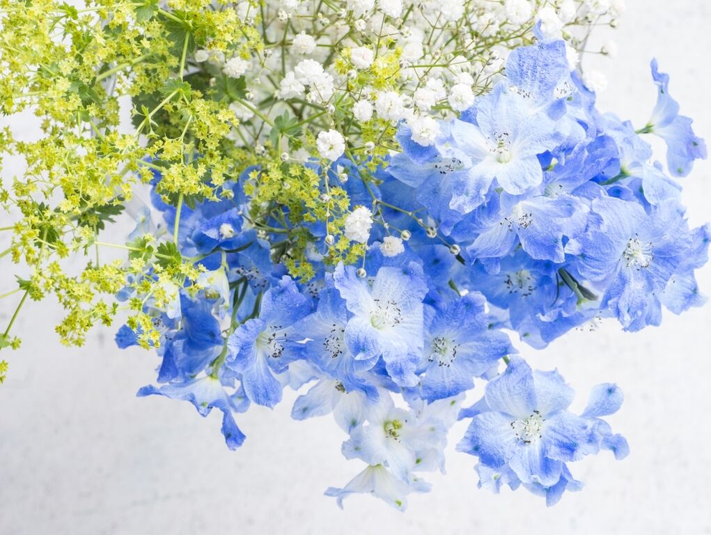 今月の あいちの花 4月 デルフィニウム オリジナルカラーな切り花をお届け アートフラワーカメレオン