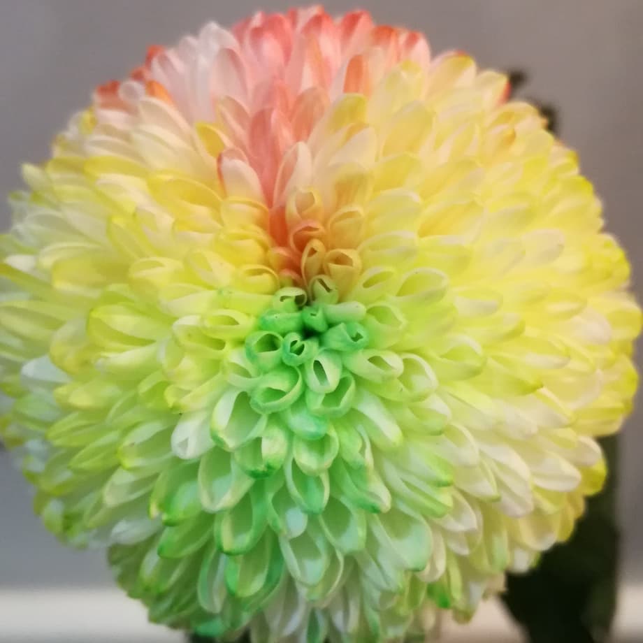 どんなキクがよく染まるの オリジナルカラーな切り花をお届け アートフラワーカメレオン