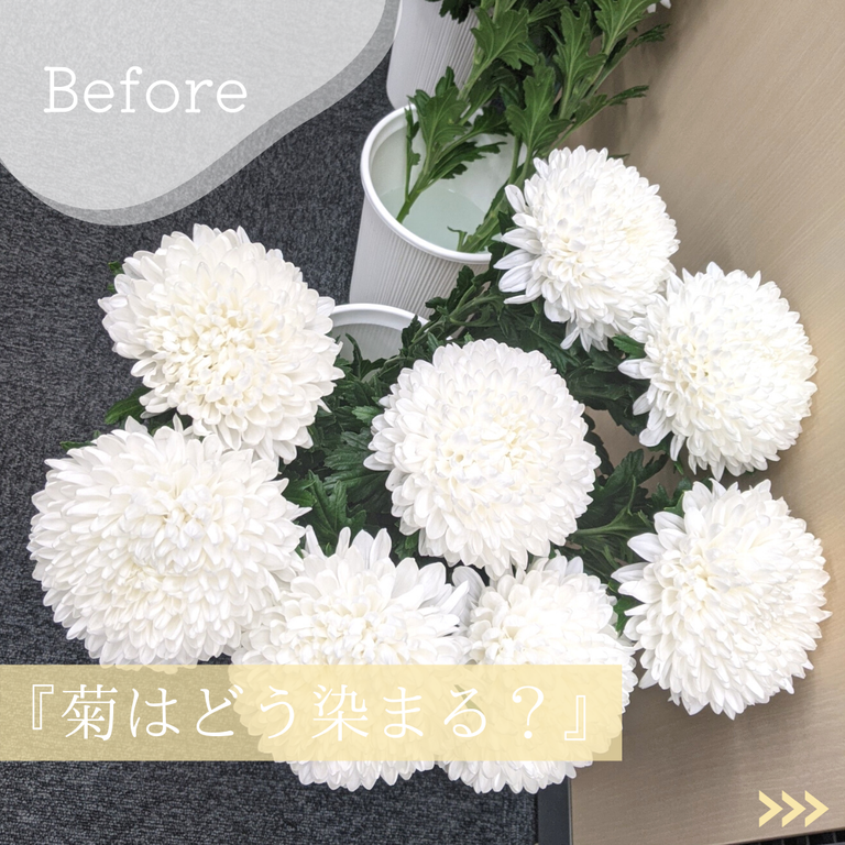 1日でできる自由研究キット タハナより6月1日発売開始 オリジナルカラーな切り花をお届け アートフラワーカメレオン 1日でできる自由研究キット タハナより6月1日発売開始 オリジナルカラーな切り花をお届け アートフラワーカメレオン