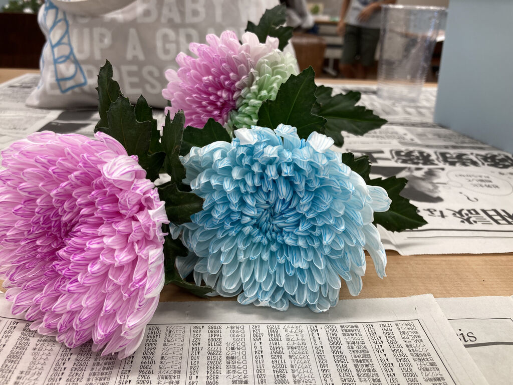 自由研究にぴったり お花の染色を楽しもう オリジナルカラーな切り花をお届け アートフラワーカメレオン 自由研究にぴったり お花の染色を楽しもう オリジナルカラーな切り花をお届け アートフラワーカメレオン