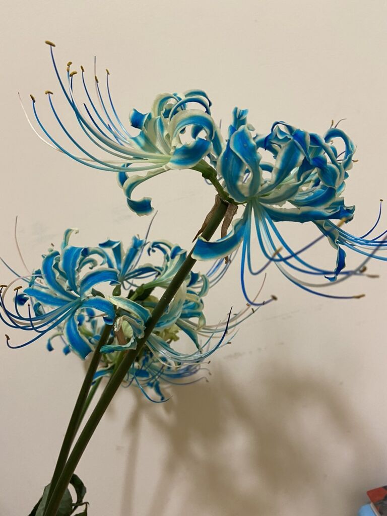 青い彼岸花を作っちゃおう オリジナルカラーな切り花をお届け アートフラワーカメレオン