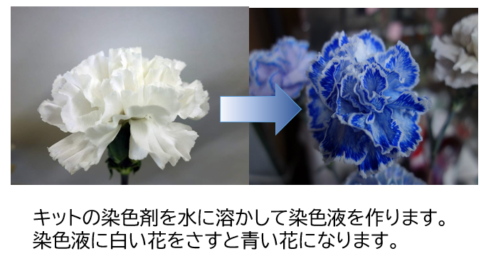 青い彼岸花キットを発売しました : オリジナルカラーな切り花を