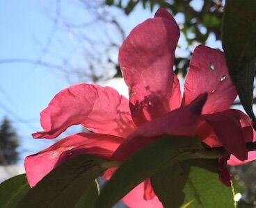 葉脈と花脈とは 道管がつくるカーネーションの模様 オリジナルカラーな切り花をお届け アートフラワーカメレオン 葉脈と花脈とは 道管がつくるカーネーションの模様 オリジナルカラーな切り花をお届け アートフラワーカメレオン