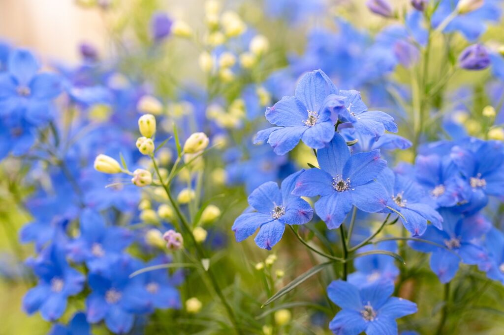 今月の あいちの花 4月 デルフィニウム オリジナルカラーな切り花をお届け アートフラワーカメレオン