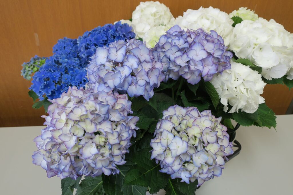 今月のあいちの花 5月 あじさい オリジナルカラーな切り花をお届け アートフラワーカメレオン