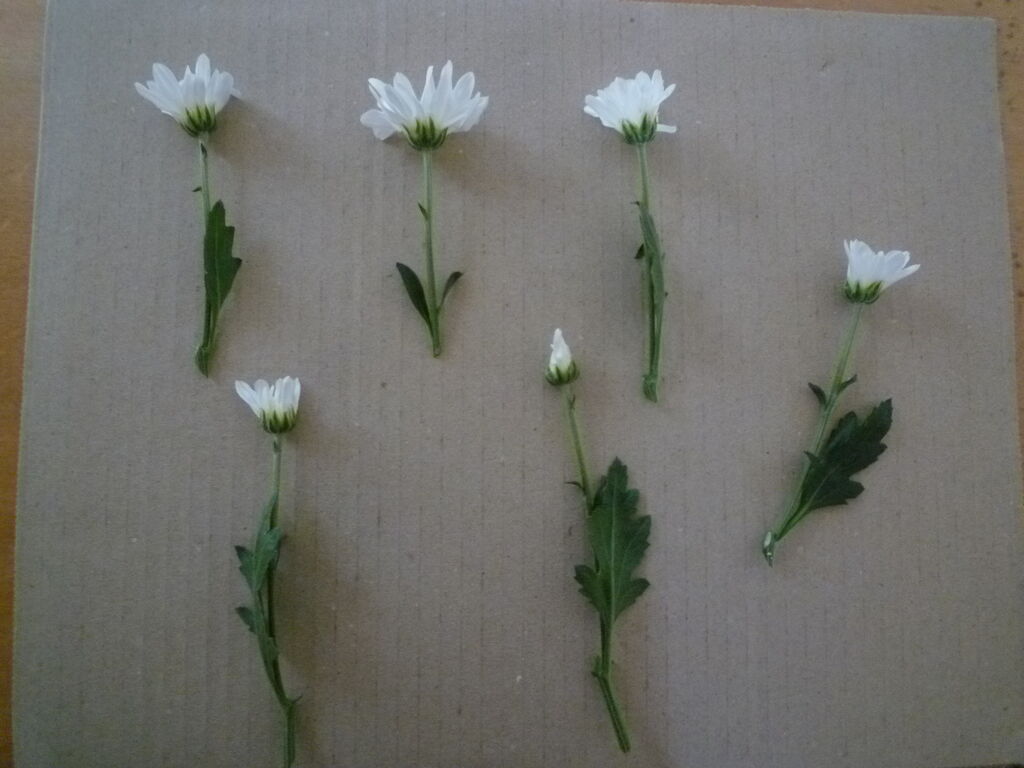 白い花と色付きの花は 染めるとどうなるかな オリジナルカラーな切り花をお届け アートフラワーカメレオン