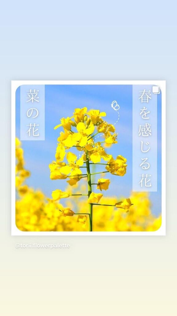 春を感じる花 菜の花 オリジナルカラーな切り花をお届け アートフラワーカメレオン