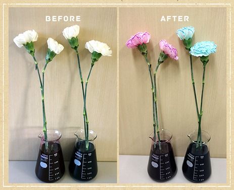フラワーパレット で自由研究を行う5つのメリット オリジナルカラーな切り花をお届け アートフラワーカメレオン