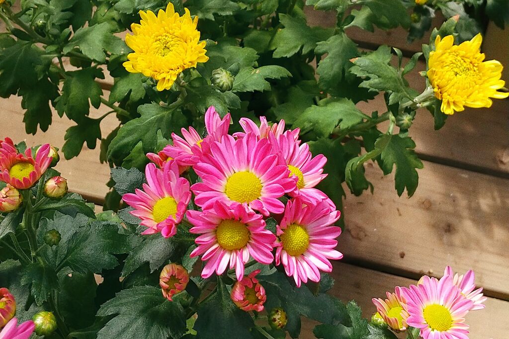 今月の あいちの花 9月 小菊 オリジナルカラーな切り花をお届け アートフラワーカメレオン 今月の あいちの花 9月 小菊 オリジナルカラーな切り花をお届け アートフラワーカメレオン