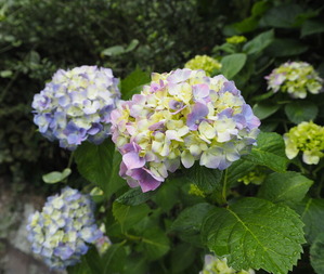 アジサイ咲きはじめ 色の違いと咲き方の違い オリジナルカラーな切り花をお届け アートフラワーカメレオン