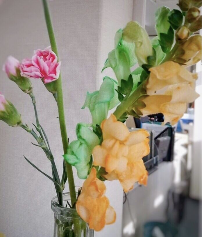 まるで金魚 フラワーパレット でキンギョソウを染色してみました オリジナルカラーな切り花をお届け アートフラワーカメレオン