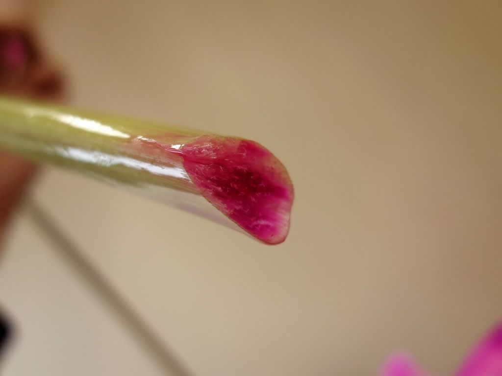 葉脈と花脈とは 道管がつくるカーネーションの模様 オリジナルカラーな切り花をお届け アートフラワーカメレオン