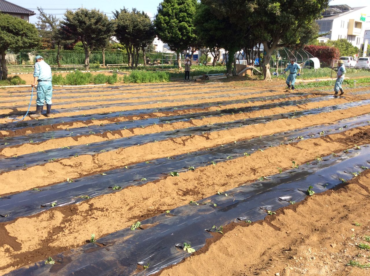 あ ショック カラスにやられた 戸田栄造ブログ