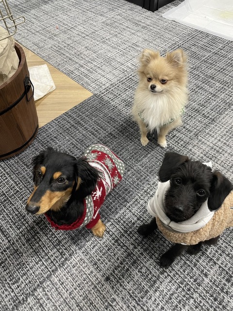 犬3