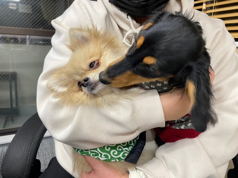 うにちょこ
