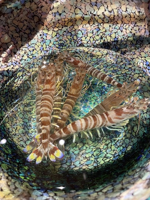 S__62570500