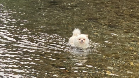流れるくるみちゃん