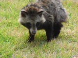 じっくり観察したが、多分日本タヌキである。アライグマでは無いようだ