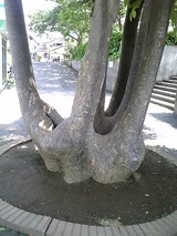 лͧˤäԻ׵Ĥ
