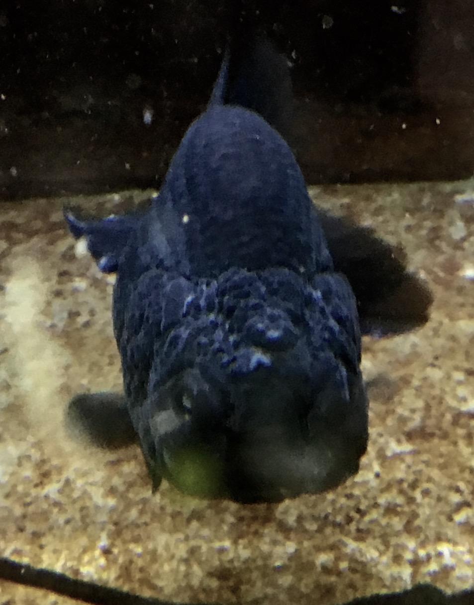 濾過機にオススメ 濾過機のスポンジ交換 Mobi Aqua